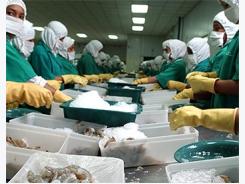 Exports of Ecuadorian shrimp to Russia grow 90pc