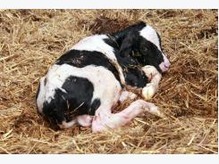 Creating the best start for calves