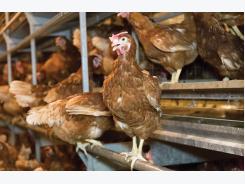Laying hen housing systems: It’s about trade-offs