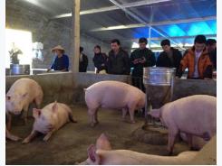 Nuôi lợn thương phẩm an toàn trong nông hộ: Hiệu quả nhiều mặt