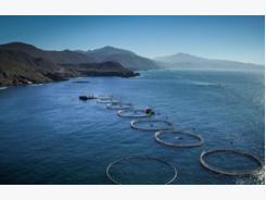 Mexico to invest at least USD 50 million in mariculture