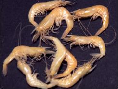 Limited decomposition enhances PCR detection of AHPND Vibrio in shrimp
