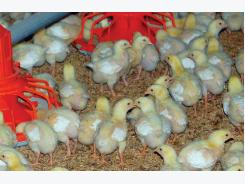 The tipping point for antibiotics in broiler production