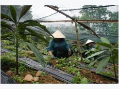 Người sở hữu vườn dược liệu hữu cơ đầu tiên ở Việt Nam