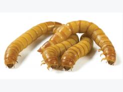 Fly larvae protein in animal feed