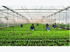 Đường lớn đã mở với nông nghiệp công nghệ cao