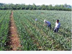 Giải pháp phát triển nông nghiệp bền vững tại Gia Lai