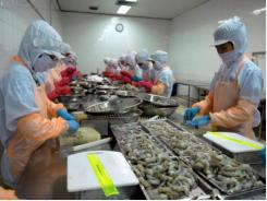 Viet Nam Trade Ministry urges Australia to lift ban on shrimp imports