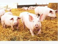 9 tips for dispelling myths about pig farms and pork