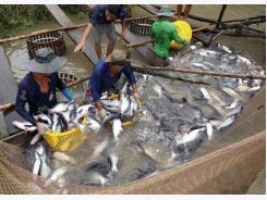 Tap Asia, tra fish exporters told