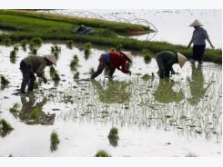 World loses its appetite for pricey Vietnamese rice