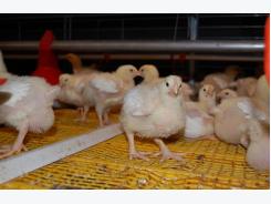 The pluses and minuses of broiler colonies