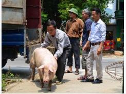 Tuyên Quang: Hiệu quả kép từ chăn nuôi lợn theo quy trình VietGAHP