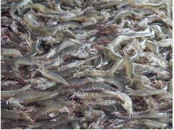 Four AHPND strains identified on Latin American shrimp farms