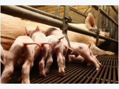 Enhancing pig immunity with yeast additives