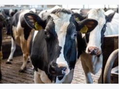 Feeding strategies and heat stress in dairy cows
