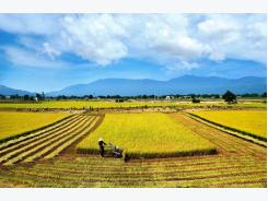 Opportunities exist for rice exports in high-end market
