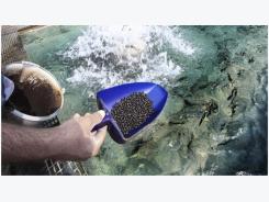 Research team makes breakthrough toward fish-free aquaculture feed