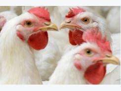 USDA rules aim to regulate poultry integrators, growers