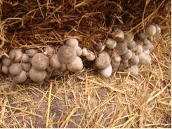 Người dân trồng nấm rơm loay hoay tìm nguồn giống chất lượng