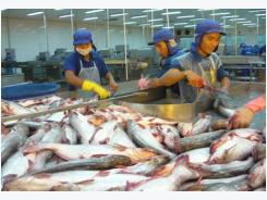 Giá cá tra tăng cao, người nuôi vẫn dè dặt