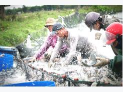Chinese aquafarming feeds global overfishing crisis