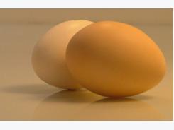 6 ways egg producers can win consumer’s trust