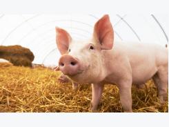 Producing pigs without antibiotics, How to do it?