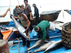 Get Japan to remove tuna import duty: exporters