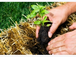 How to Build a Straw Bale Garden