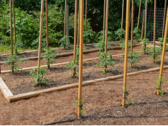 How to Grow Your Own Tomatoes, Part 3: Staking, Training and Pruning