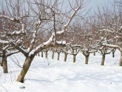 How To Prune Your Fruit Trees