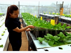 Độc đáo trồng rau sạch bằng phương pháp khí canh, thu 2,5 - 3 tỷ đồng/ha