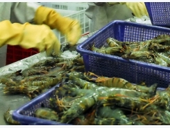 Saudi Arabia to temporarily suspend Vietnamese fish imports
