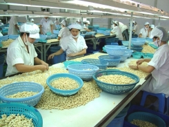 Cashew sector earns low profits in global value chain