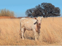 A better Charolais herd with in vitro fertilisation