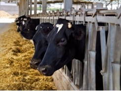 Yeast may boost digestion, reduce health risks for dairy cows on high starch diets