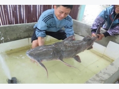 Kỹ thuật nuôi cá chiên trong lồng cho người dân phát tài