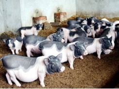 Kỹ thuật nuôi lợn Móng Cái mang lại hiệu quả kinh tế cao
