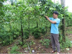 Tay trắng vươn lên từ nhiều loại cây trồng, thu 2 tỷ đồng/năm..