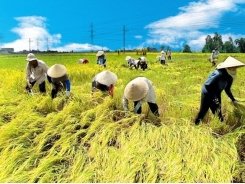 Vietnam, Belgium examine ways to boost agriculture