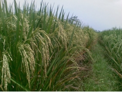 Hướng dẫn biện pháp xử lý hạt giống lúa nẩy mầm trước khi gieo sạ