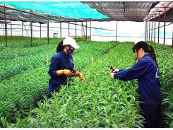 Japan supports projects on organic agriculture development in Ben Tre