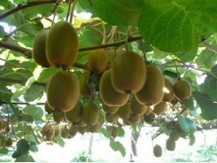 Kỹ thuật trồng cây kiwi từ hạt tại nhà không còn là chuyện khó