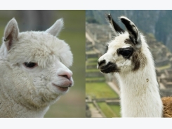 6 Differences Between Llamas and Alpacas