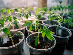 How to Grow Your Own Tomatoes, Part 1: Starting Seeds Indoors