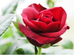 Kỹ thuật trồng cây hoa hồng Đà Lạt cho vườn nhà ngập hương