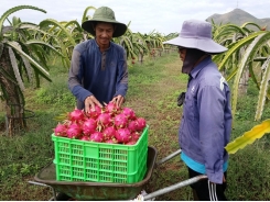 Thương lái Trung Quốc gom thanh long tết