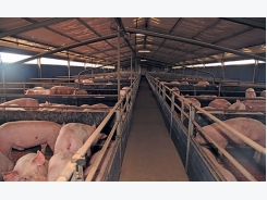 How whey can cut the cost of pig feed
