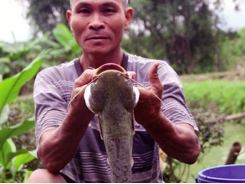 Nghệ An: Thoát nghèo nhờ nuôi cá leo